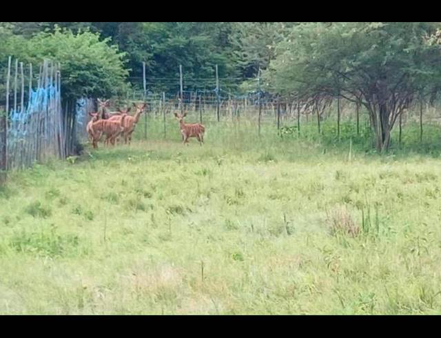 FARM FOR SALE IN CULLINAN